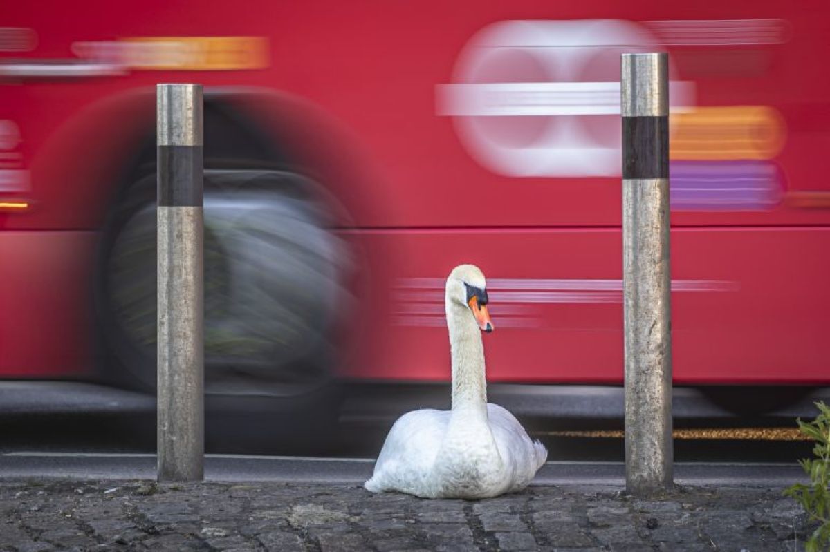 ロンドンの歩道に座り込むハクチョウの背後をバスが通り過ぎる/Paul Goldstein/British Wildlife Photography Awards