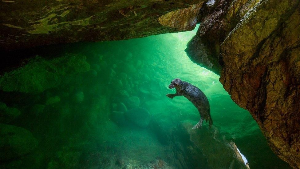 ウェールズ北部バードジー島の澄んだ水の中へ不意に現れた若いハイイロアザラシ/Ben Porter/British Wildlife Photography Awards