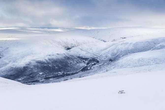 銀世界となったスコットランドのモナデリス山地で撮影したユキウサギ/Drew Buckley/British Wildlife Photography Awards